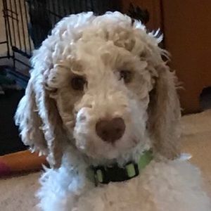 Meet your Posher, Keli